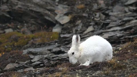 Arctic hare, a snowshoe hare, with white fur, feeding on tundra moss, in slow Stock Footage 340861998