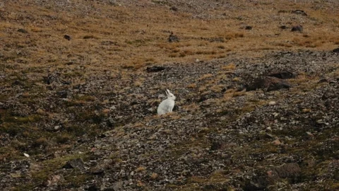 Arctic hare with white fur resting on rocky tundra in the Greenland wilderness. Vidéo 344230567