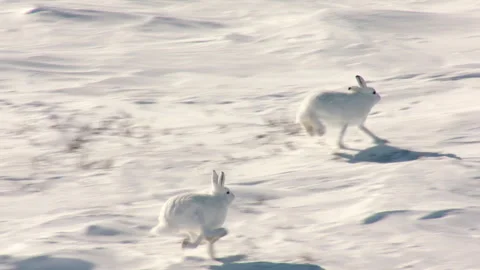 Arctic hares running fast in the snow Stock Footage 337038163