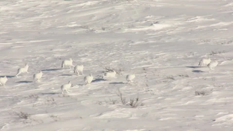 Arctic hares running through a snowy tundra Stock Footage 337038092
