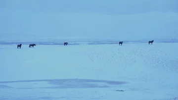Arctic Horses Stock Footage 85471433