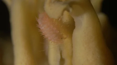 Arctic isopod on sponge 1 Vidéo 118045107