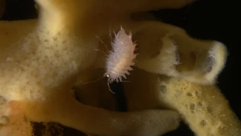 Arctic isopod on sponge 2 Stock Footage 118045437