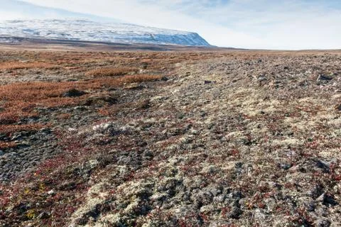 Arctic landscape in summer Stock Photos