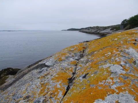 Arctic lichens. Stock Photos