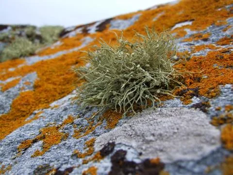 Arctic lichens. Stock Photos