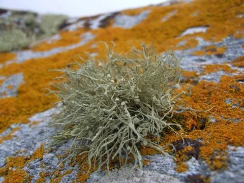 Arctic lichens. Stock Photos