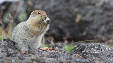 Arctic long-tailed ground squirrel 스톡 동영상 149893810