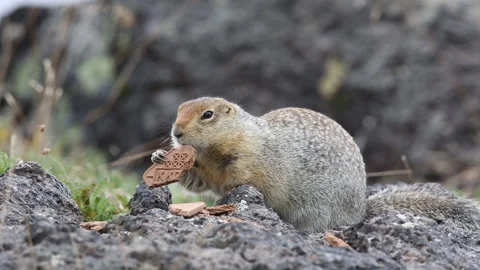 Arctic long-tailed ground squirrel eats cookies Vídeo Stock 149893848