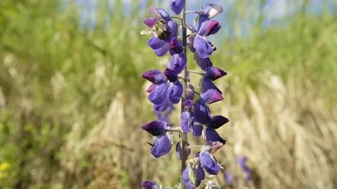 Arctic Lupine pollinated by bees Stock Footage 165578620