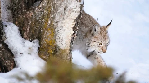 The Arctic Lynx Stock Footage 104767484
