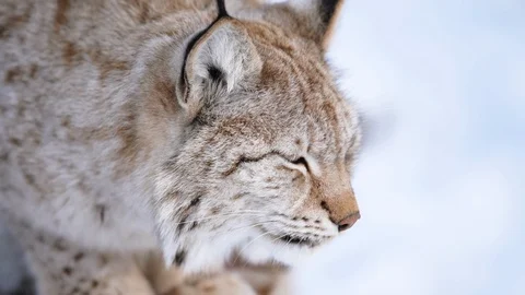 The Arctic Lynx Vídeo Stock 104767502