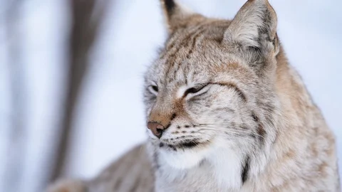 The Arctic Lynx Stock Footage 104767673