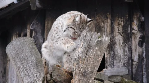 The Arctic Lynx Stock Footage 104767725