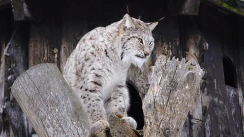 The Arctic Lynx Stock Footage 104767739