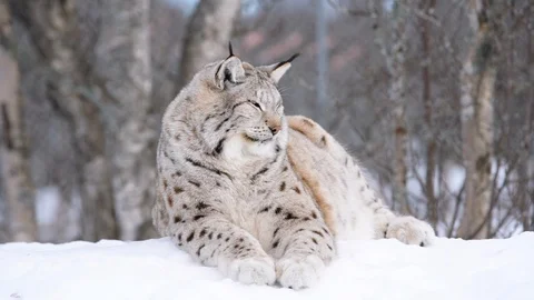 The Arctic Lynx Stock Footage 104767804