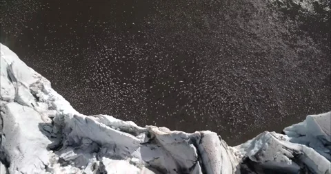 Arctic Migratory Birds Flocking over Icy Water Aerial Drone View 4k Stock Footage 338263767