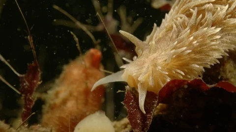Arctic nudibranch on a kelp leaf Vidéo 118045617