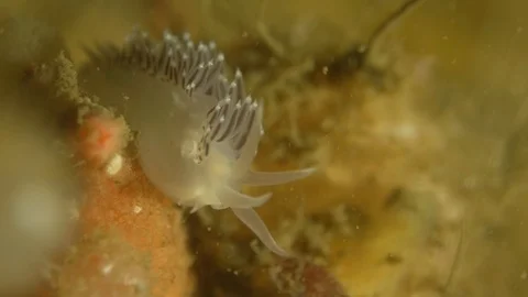 Arctic nudibranch on a sponge Vidéo 118045578