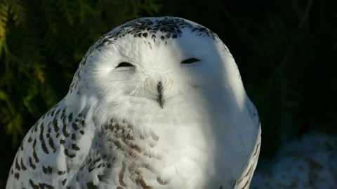 Arctic owl in the bush Video stock 172435725