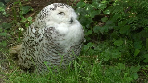 Arctic Owl Stock Footage 114266175