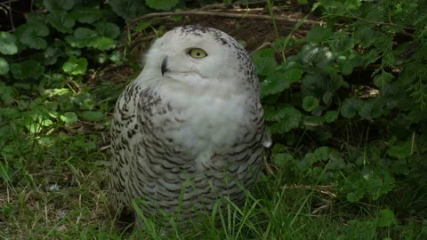 Arctic Owl Video stock 114269078