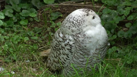 Arctic Owl Stock Footage 114269501