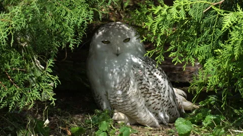 Arctic Owl Stock Footage 114270016