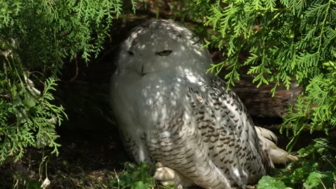 Arctic Owl Stock Footage 114270096