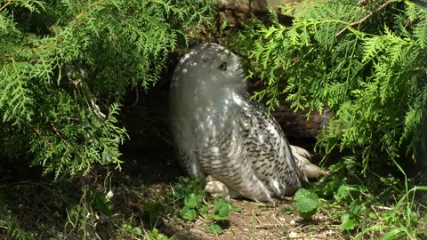 Arctic Owl Video stock 114276913