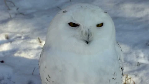 Arctic owl Video stock 123785408