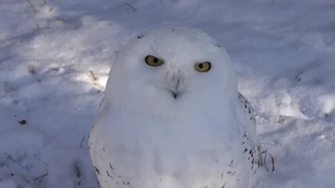 Arctic Owl 動画素材 123900047
