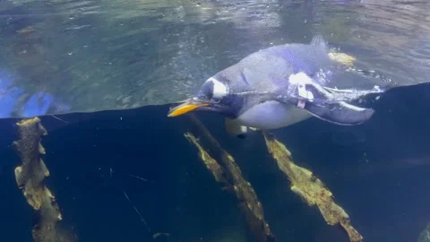 Arctic penguin Stock Footage 305867852