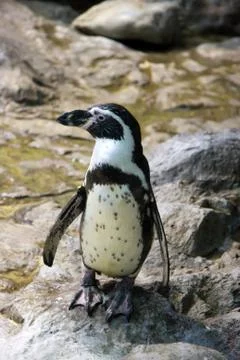 Arctic penguin Stock Photos