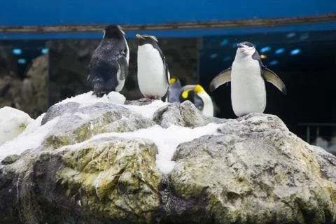 Arctic penguin Foto stock