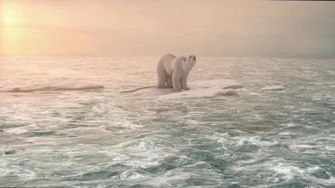 Arctic polar bear walking in ice winter at north pole iceberg in video 4k 動画素材 334032191