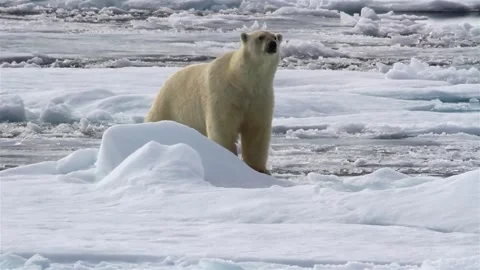 Arctic polar bear walking in ice winter at north pole iceberg in video 4k Vídeo Stock 334032265
