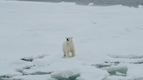 Arctic polar bear walking in ice winter at north pole iceberg in video 4k Vídeo Stock 334032393