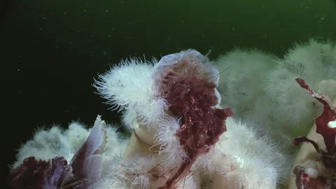 Arctic Predator Sea Anemone Devouring Lion's Mane Jellyfish Stock Footage 321422675