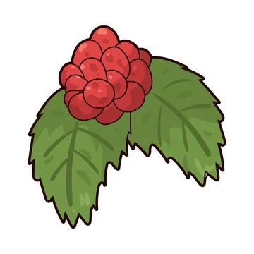 Arctic Raspberry illustration Stock Illustration