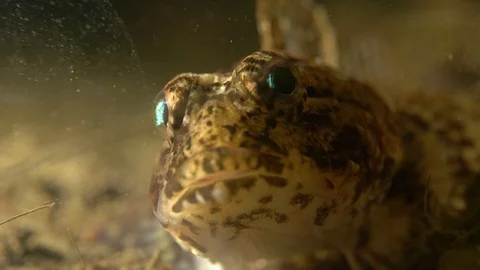 Arctic scorpionfish 1 Vidéo 118048498