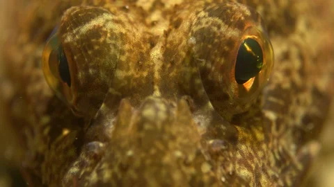 Arctic scorpionfish eye close up Vidéo 118048131