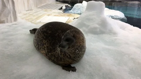 Arctic Seal at Aquarium Stock Footage 86529809