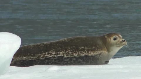 Arctic Seal Resting on Iceberg Stock Footage 149277674