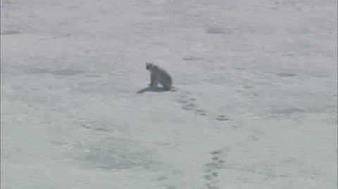 Arctic Snow Polar Bear Video stock 38120792