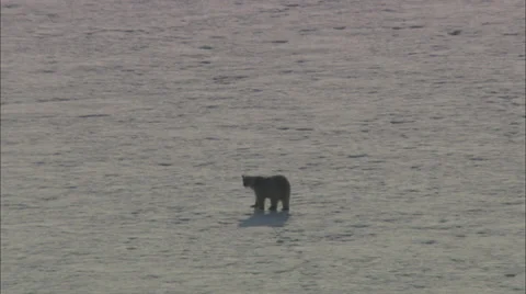 Arctic Snow Polar Bear Migrating Stock Footage 38121609