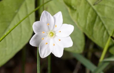 Arctic Starflower Close Up Foto stock