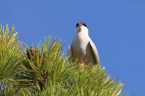 Arctic Tern among pine needles in summer in the north of Western Siberia Stock-Fotos