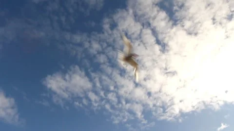 The Arctic Tern Attacks, and defends its territory Stock Footage 8359857