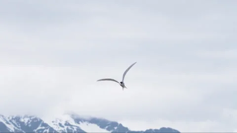 Arctic tern bird flies elegantly in slow motion Stock Footage 131220075